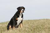 GRAND BOUVIER SUISSE 075